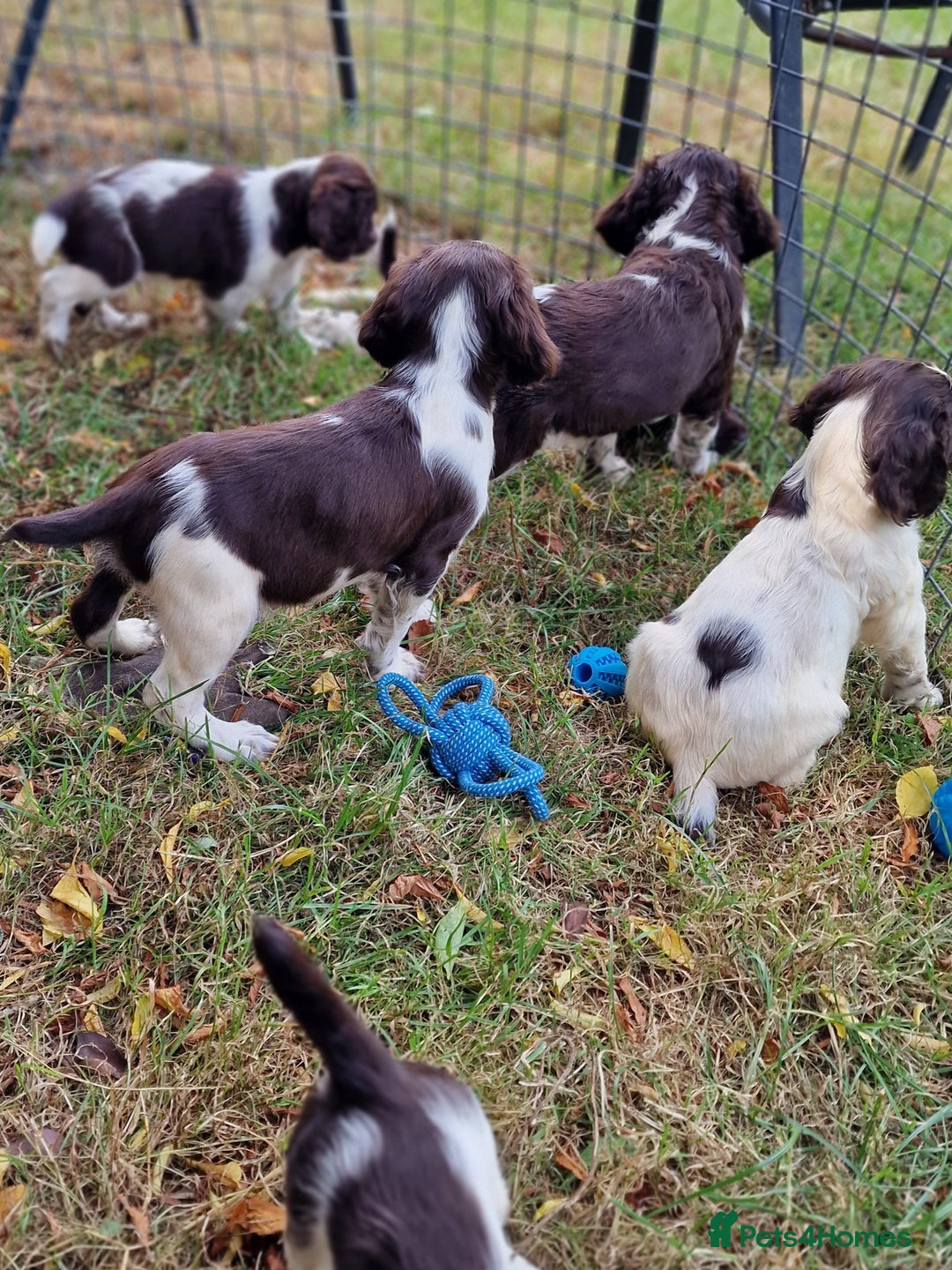 English Springer Spaniel dogs for sale: A* English Springer Spaniel Puppies - Image 10