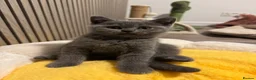 British Shorthair cats for sale: 5 spectacular kittens looking for new families. - Advert 1