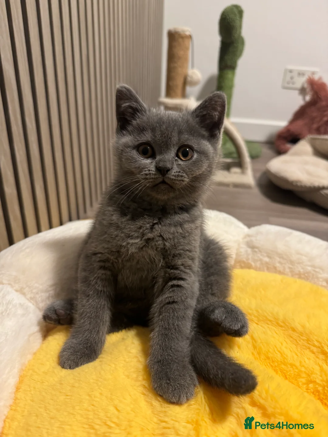 British Shorthair cats for sale: 5 spectacular kittens looking for new families. - Advert 1