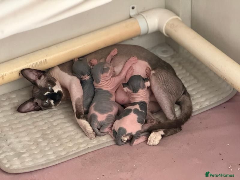Sphynx cats Sphynx Kittens for Sale  - Advert 1