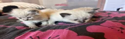 Mixed Breed cats for sale: Ragdoll x Maine coon kittens - Advert 10