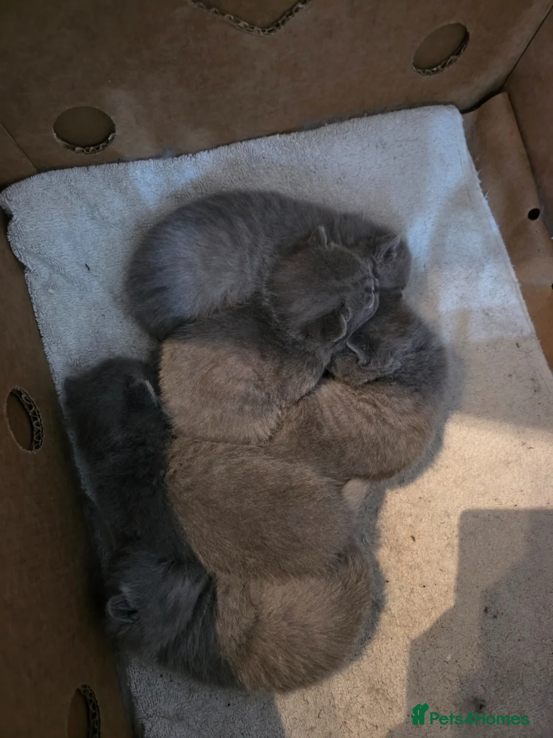 British Shorthair cats for sale: Full Pedigree Championship British Shorthairs!!!!! - Advert 1