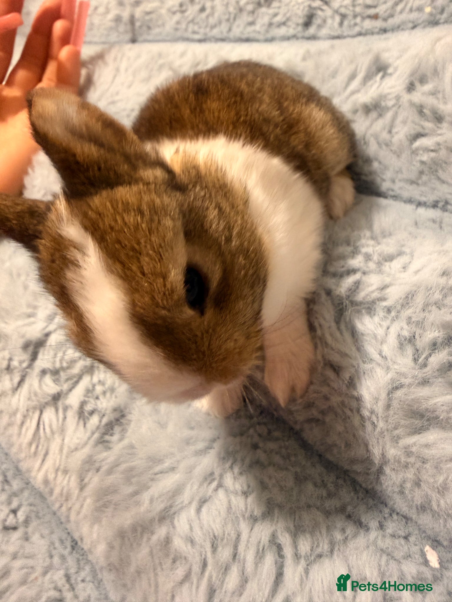 Mixed Breed rabbits for sale: Bunnies for sale - Advert 6