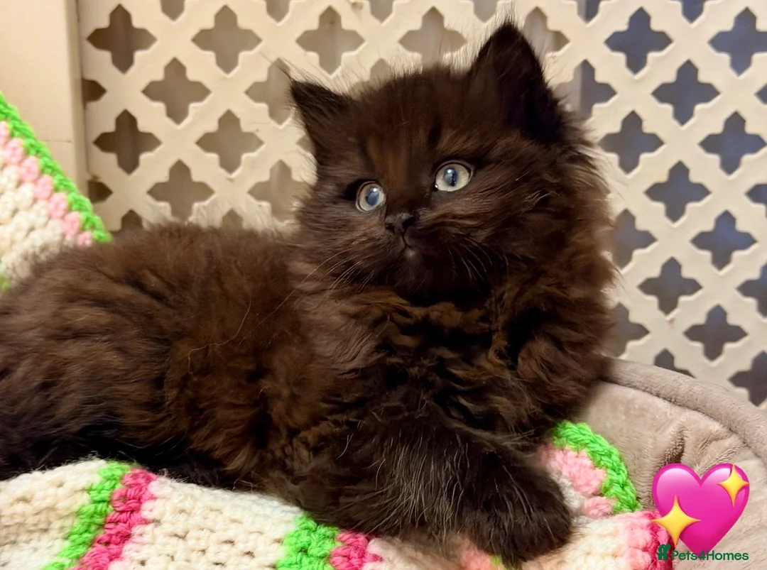 Mixed Breed cats for sale: 💖 MAINE COON X RAGDOLL *PARENTS HEALTH TESTED* 💖 - Advert 1