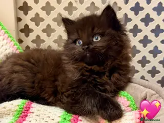 Mixed Breed cats 💖 MAINE COON X RAGDOLL 🧬PARENTS HEALTH TESTED 💖 - Advert 5