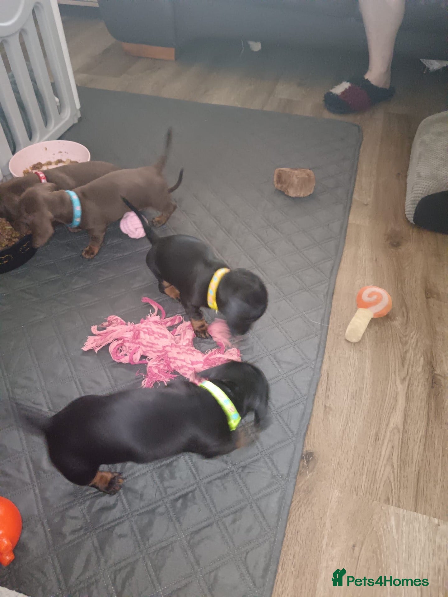 Dachshund dogs 🐾 Gorgeous Mini Dachshund Puppies-Come meet them! - Advert 15