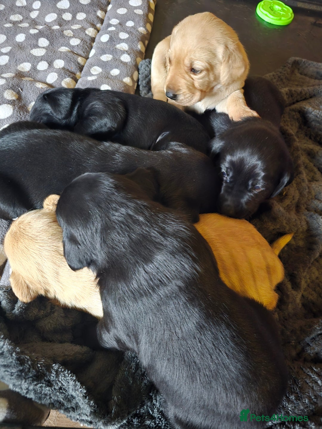 Labrador Retriever dogs for sale: Beautiful Labradors. Ready in time for Christmas - Image 2