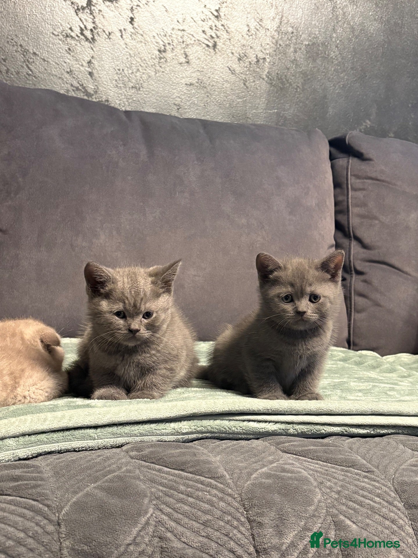 Scottish Fold cats 7 Beautifully Scottish Fold/Straight kittens - Advert 2