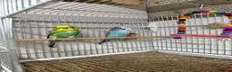 Budgerigars birds for sale: Budgies For Sale - Advert 2
