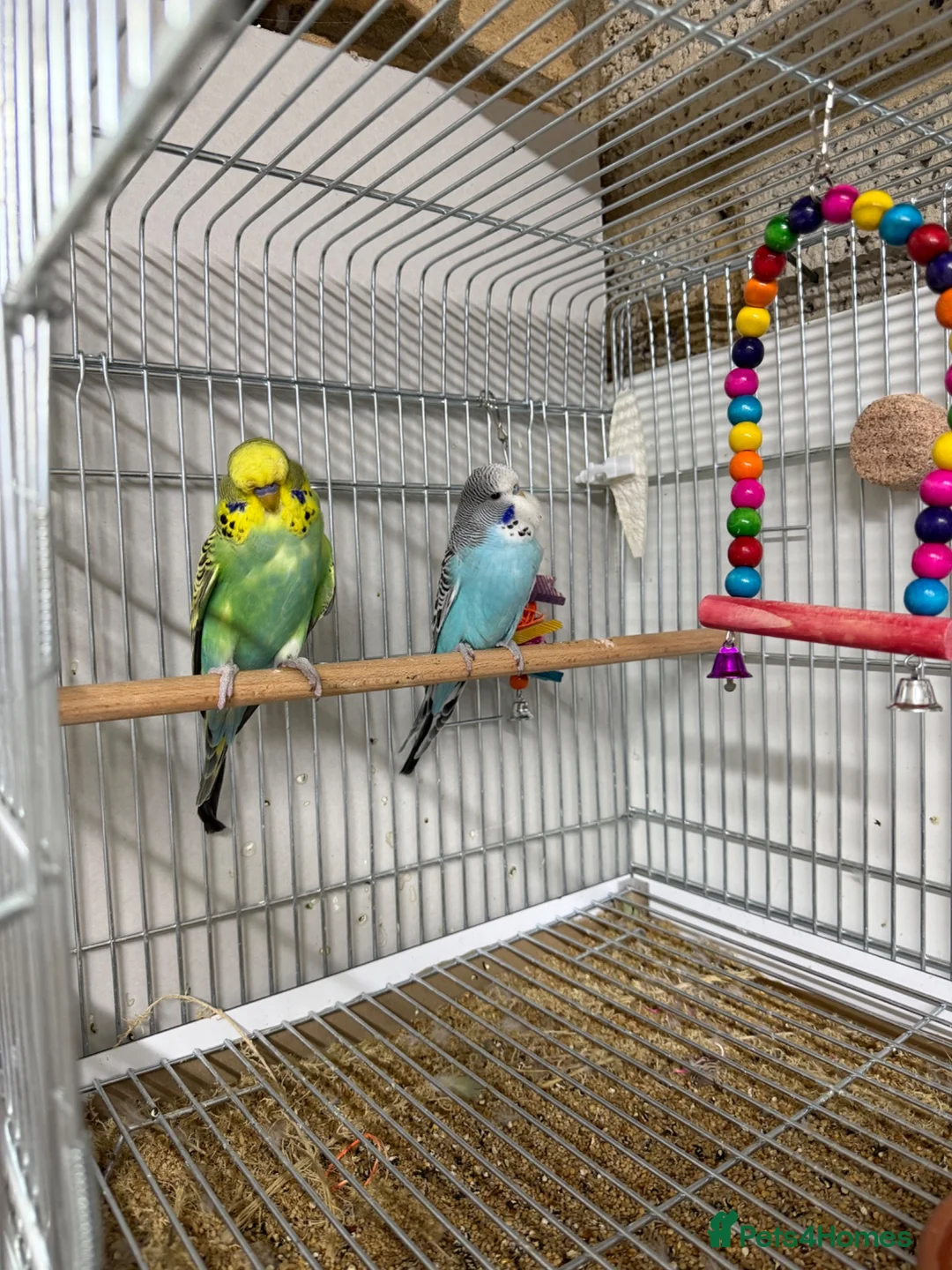 Budgerigars birds for sale: Budgies For Sale - Advert 2