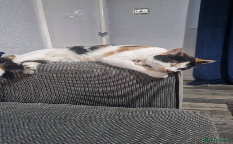 Mixed Breed cats Arya and kitten  - Advert 1