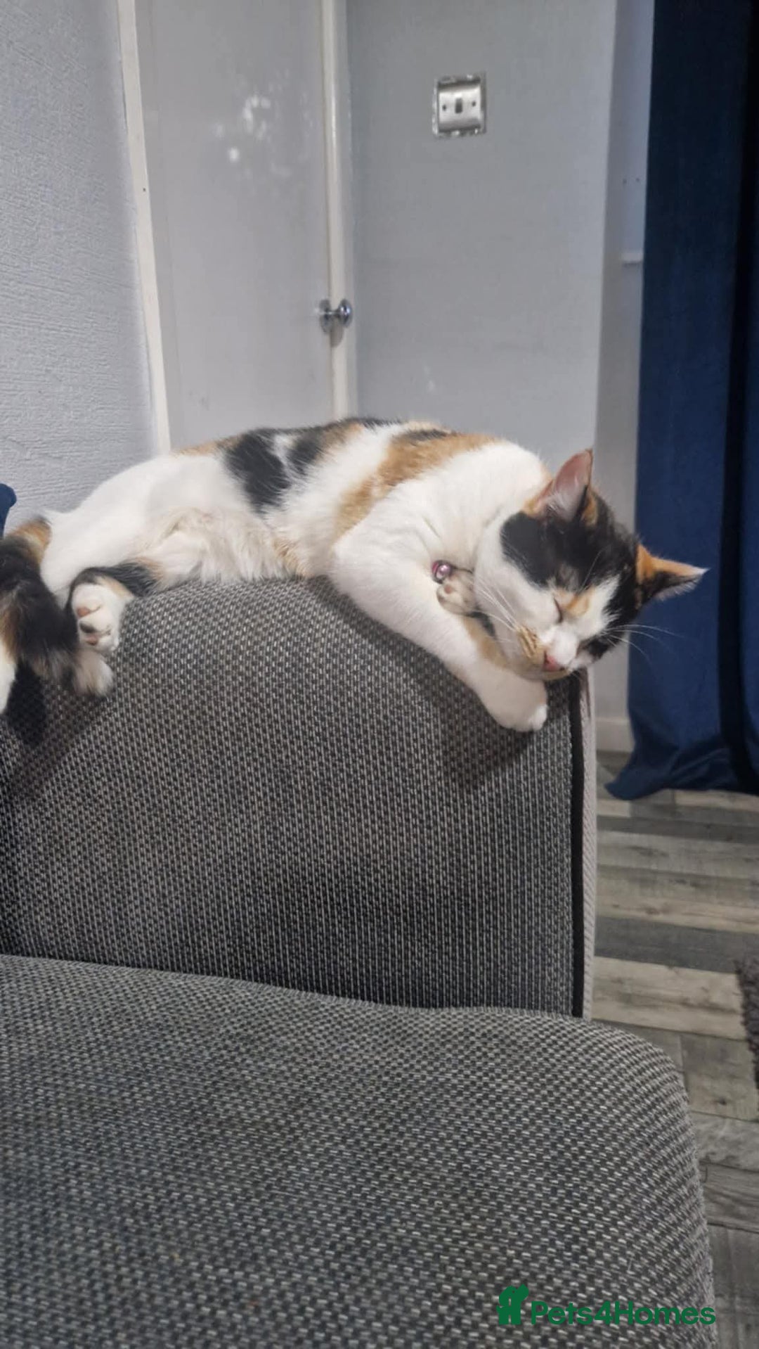 Mixed Breed cats for sale: Arya and kitten  - Advert 1