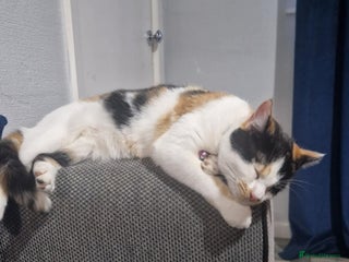 Mixed Breed cats for sale: Arya and kitten - Advert 1