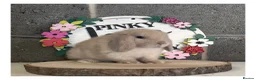 Mini Lop rabbits for sale: ɢᴏʀɢᴇᴏᴜꜱ ᴍɪɴɪ ʟᴏᴘꜱ ꜰᴏʀ ꜱᴀʟᴇ - Advert 1