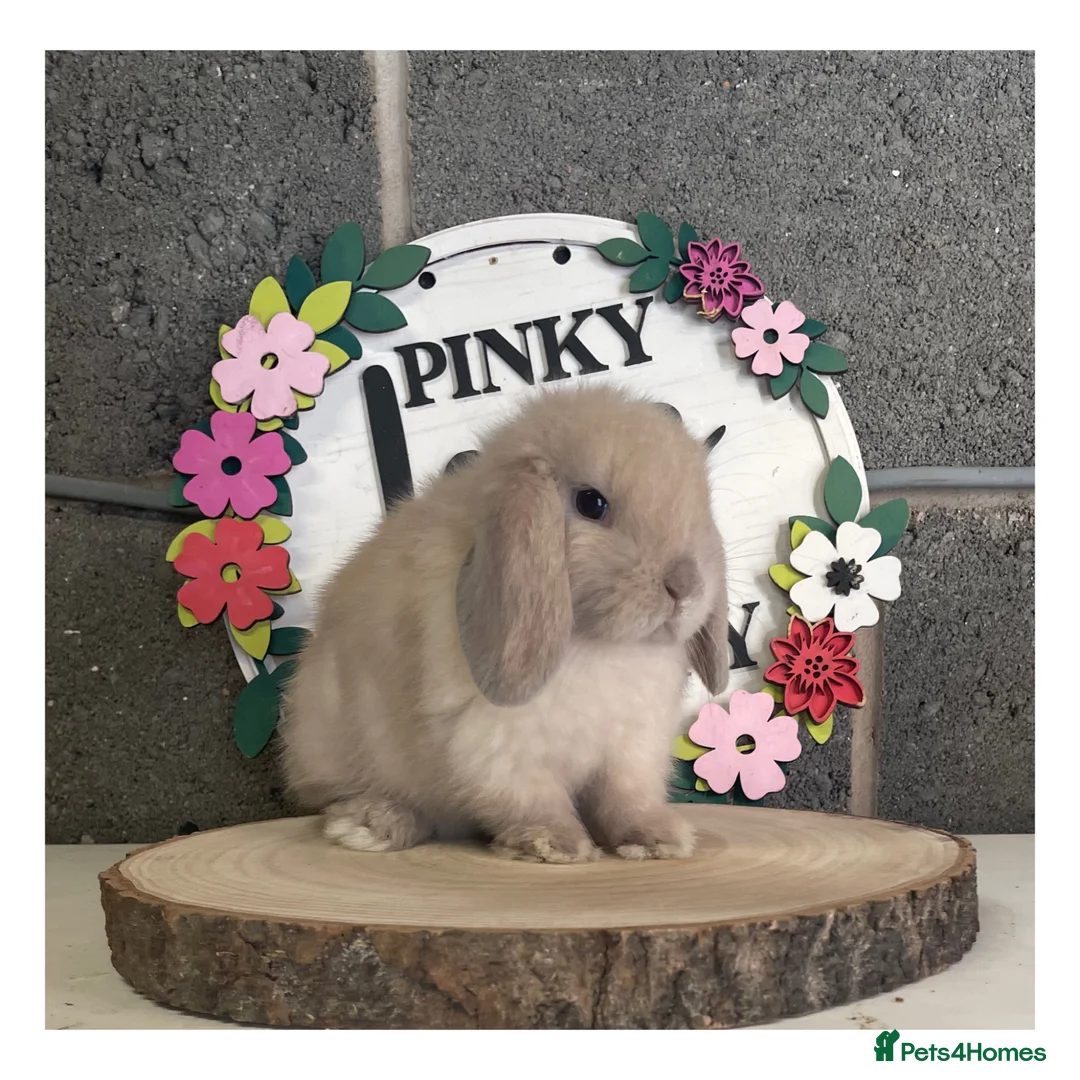 Mini Lop rabbits for sale: ɢᴏʀɢᴇᴏᴜꜱ ᴍɪɴɪ ʟᴏᴘꜱ ꜰᴏʀ ꜱᴀʟᴇ - Advert 1