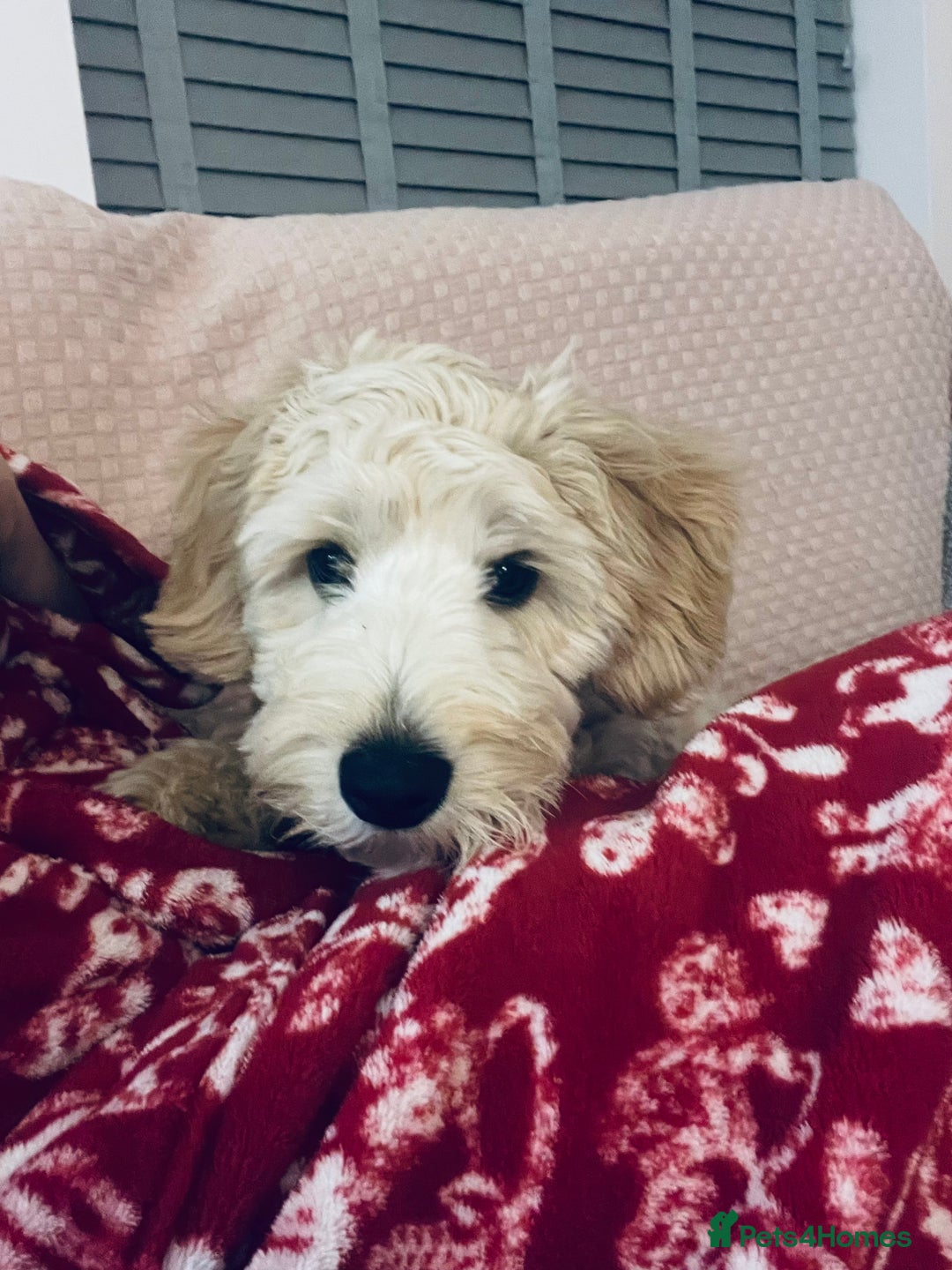 Cavapoo dogs for stud: Loving and gentle Cavapoo for stud - Image 10