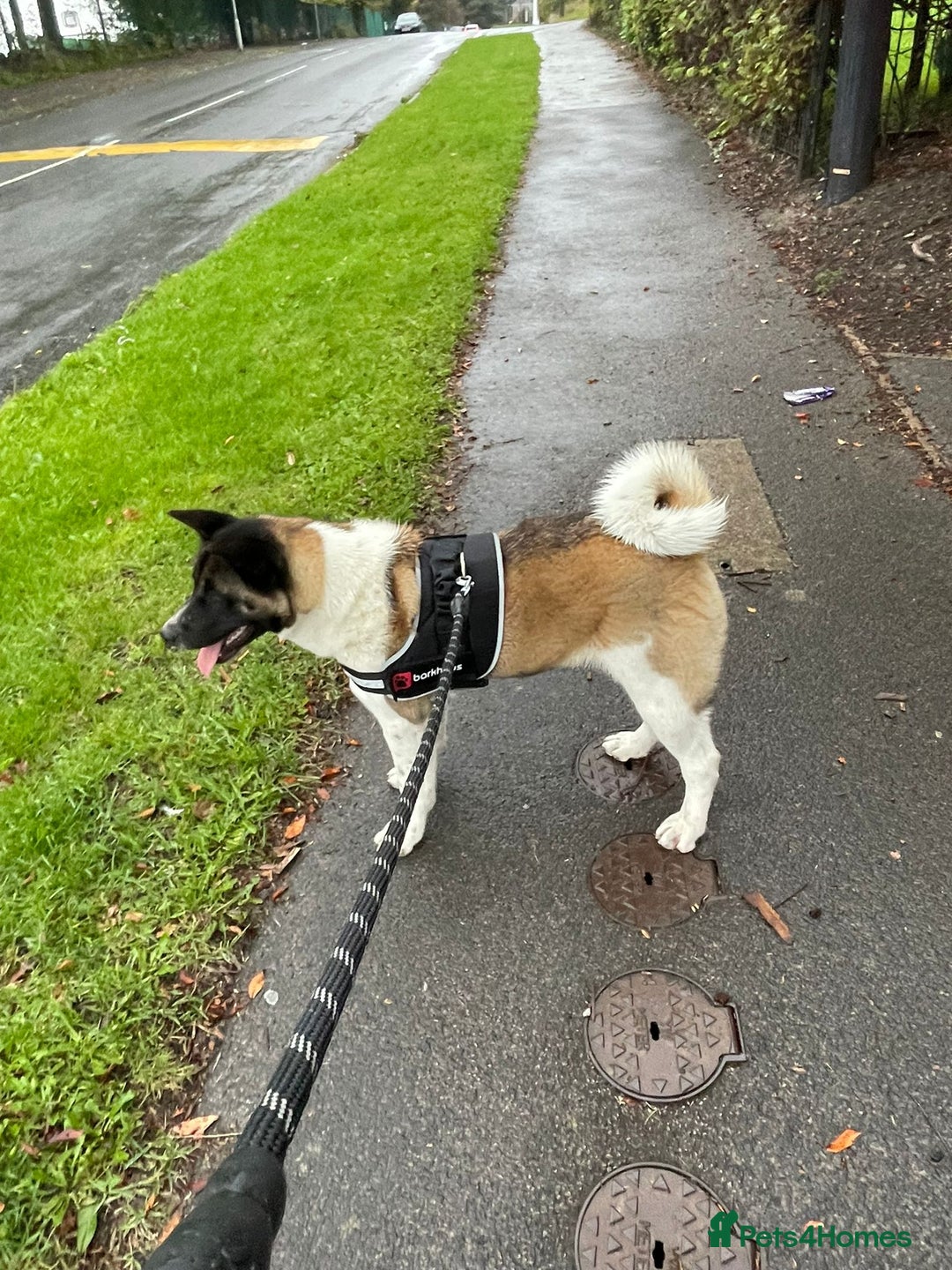 Akita dogs for sale: Athena - Advert 9