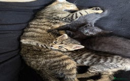 Domestic Shorthair cats for sale: 2 female kittens - Image 2