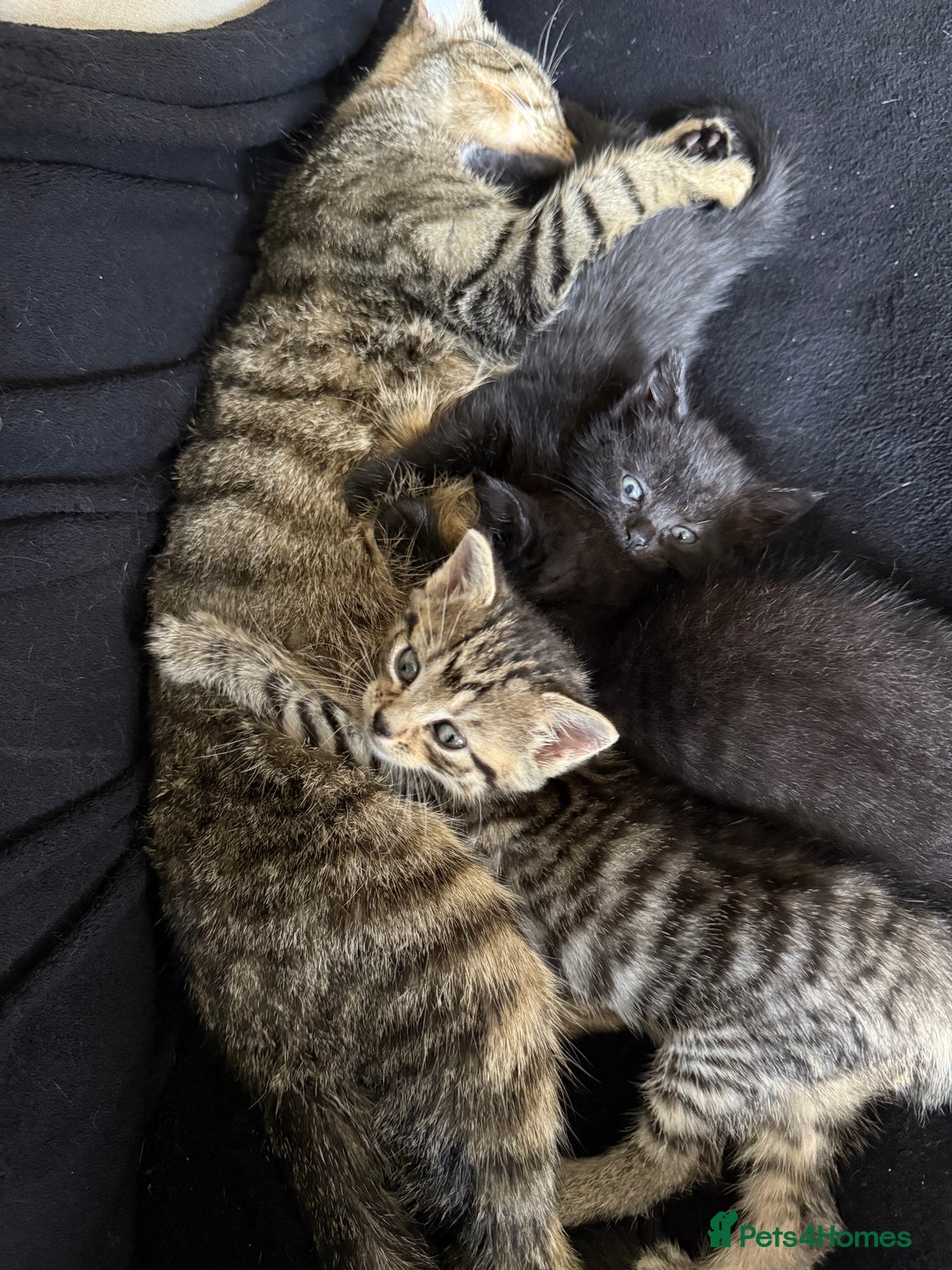 Domestic Shorthair cats for sale: 2 female kittens - Image 2
