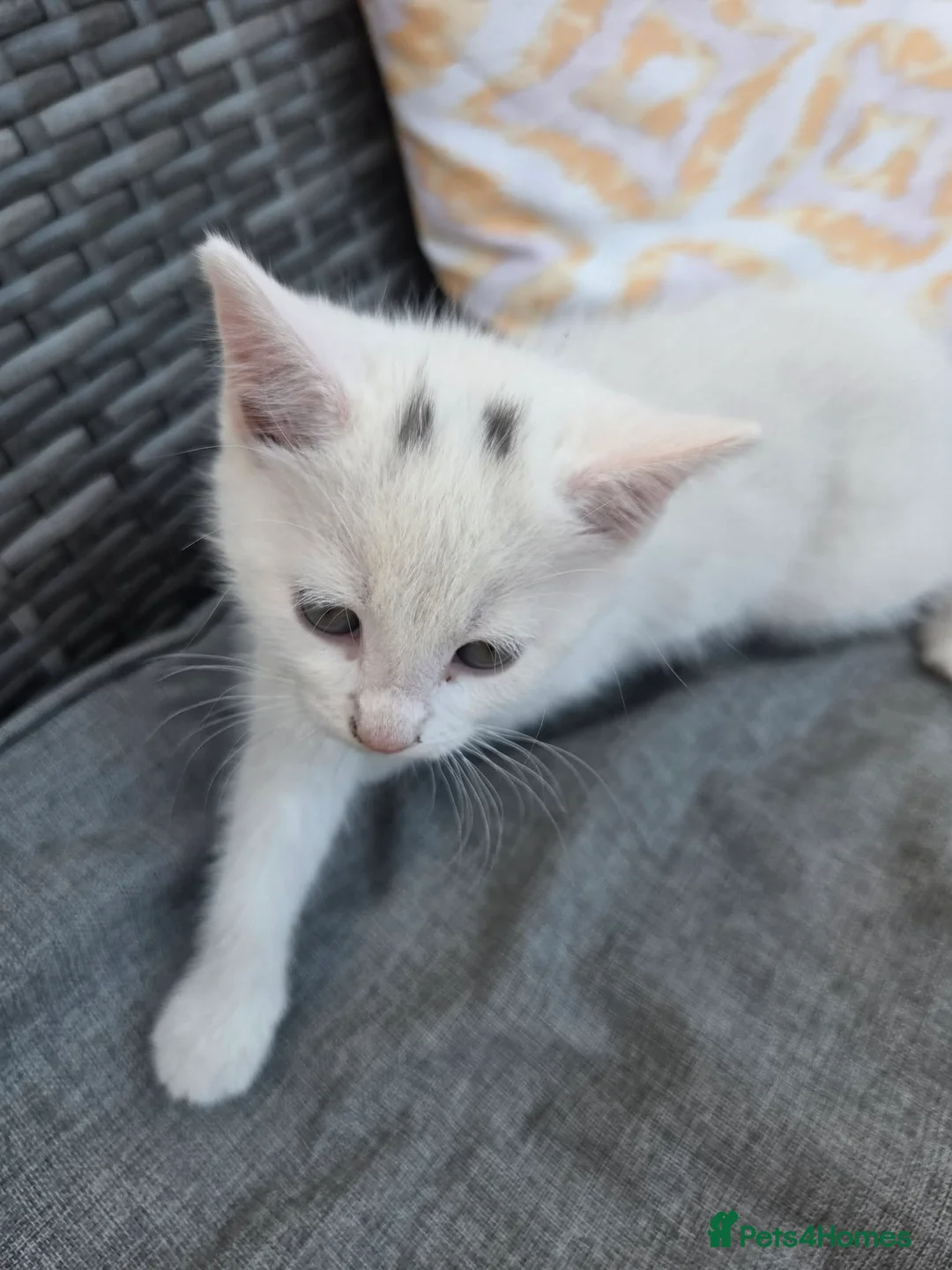 Mixed Breed cats for sale: Female white kitten  - Advert 3