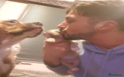 Mixed Breed dogs for sale: Boxer/Staff/Cane Corso Puppies for Sale - Advert 31