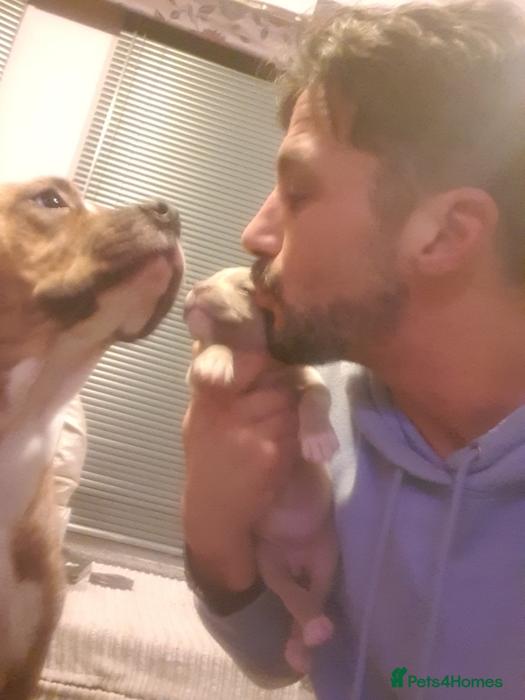 Mixed Breed dogs for sale: Boxer/Staff/Cane Corso Puppies for Sale - Advert 31