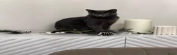 Mixed Breed cats for sale: British Shorthair& Russian Blue Kittens - Advert 9