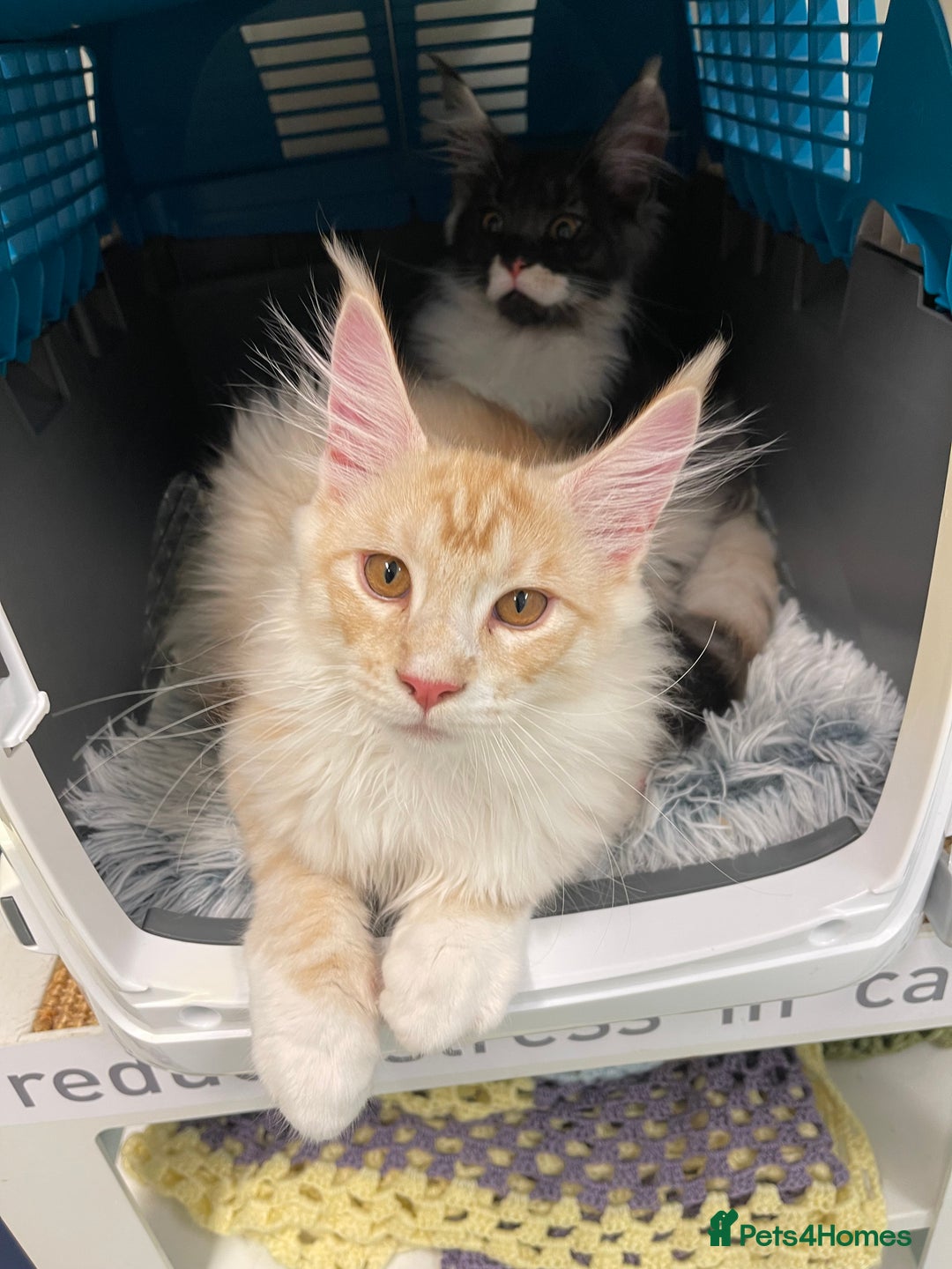 Maine Coon cats for sale: GCCF registered Maine Coon kittens.  in Newton Abbot - Image 8