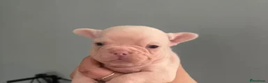 French Bulldog 3
