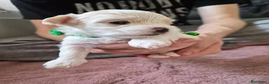 Maltipoo 3
