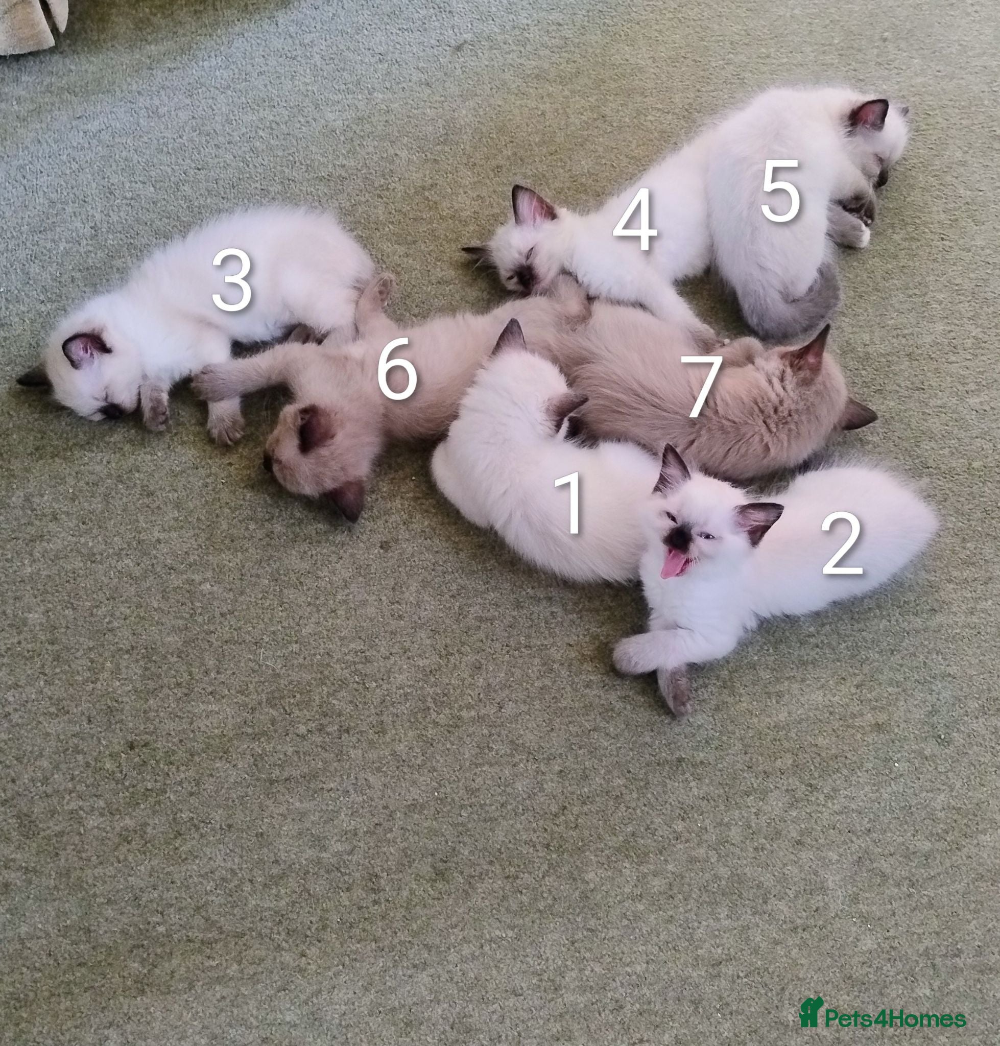 Ragdoll cats Pure bred Ragdolls need loving homes - Advert 2