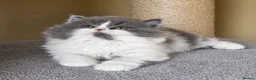 British Shorthair cats for sale: Tica reg British SH LH kittens Champion lines - Advert 2