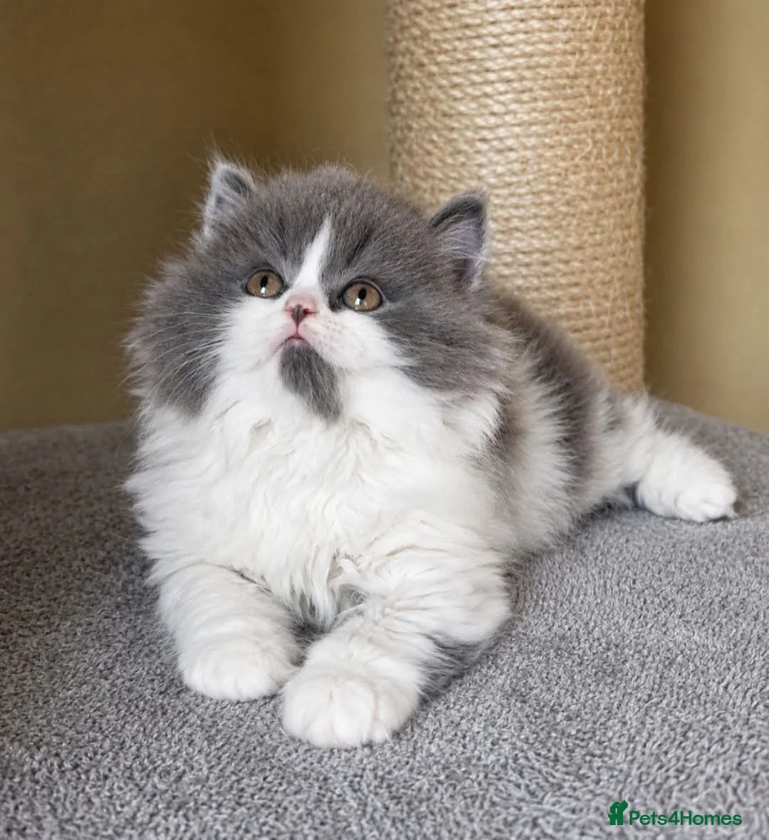 British Shorthair cats for sale: Tica reg British SH LH kittens Champion lines - Advert 2