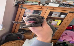 Staffordshire Bull Terrier dogs for sale: Kc blue staffordshire bull terrier puppies  - Image 4