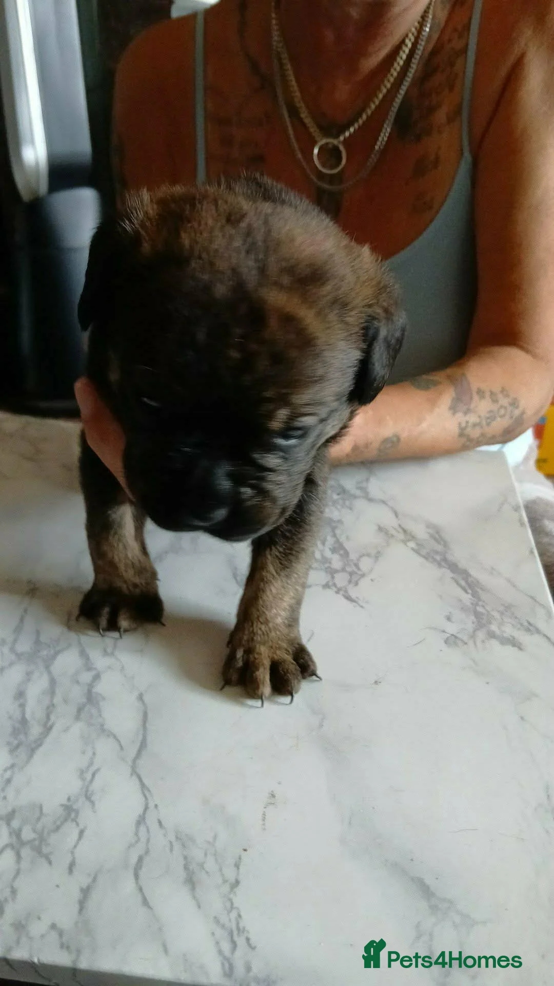 Mixed Breed dogs for sale: 3/4 bullmastiff 1/4 rottie in Ripley - Advert 13