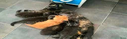 British Longhair cats for sale: Long hair kittens - Advert 14