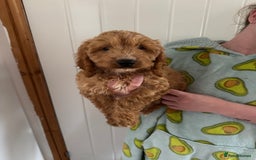 Cockapoo dogs for sale: Beautiful F1 Cockapoo puppies - Image 24