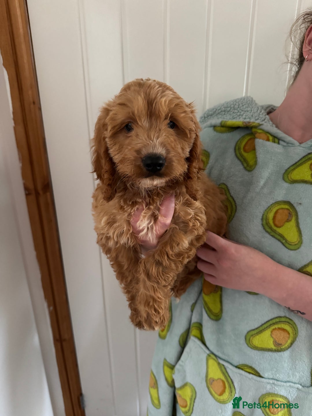 Cockapoo dogs for sale: Beautiful F1 Cockapoo puppies - Image 24