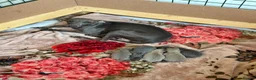 Italian Greyhound dogs for sale: KCRegistered Italian Greyhounds 🐾 - Advert 4