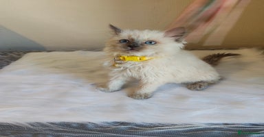 Ragdoll cats - Advert 6