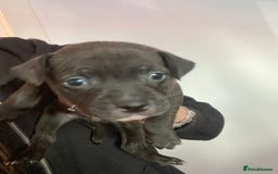 Staffordshire Bull Terrier dogs for sale: Staffordshire bull terrier Puppies  - Image 14