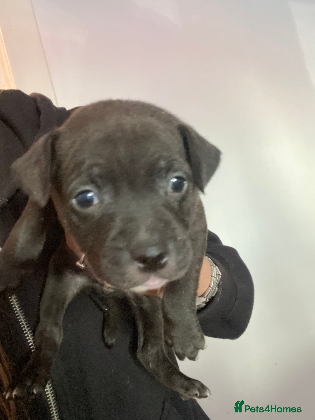 Staffordshire Bull Terrier dogs for sale: Staffordshire bull terrier Puppies  - Image 14