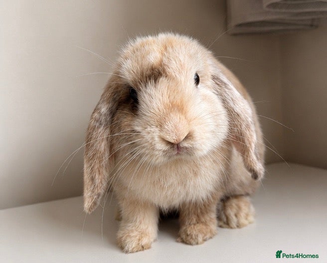 Mini Lop rabbits harlequin mini lops - Advert 11