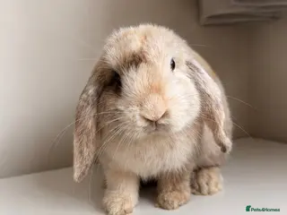 Mini Lop rabbits harlequin mini lops - Advert 11
