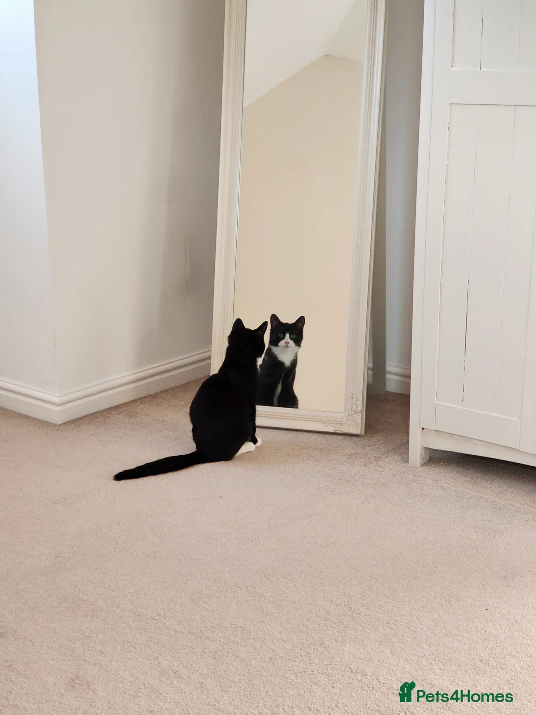 Mixed Breed cats for sale: Black and White Male - Advert 6