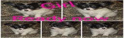 Papillon dogs for sale: Papillon puppies  - Advert 8