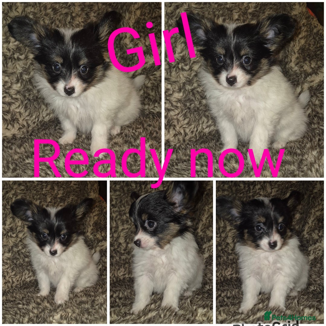 Papillon dogs for sale: Papillon puppies  - Advert 8