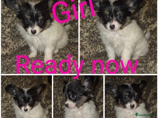 Papillon dogs Papillon puppies - Advert 18