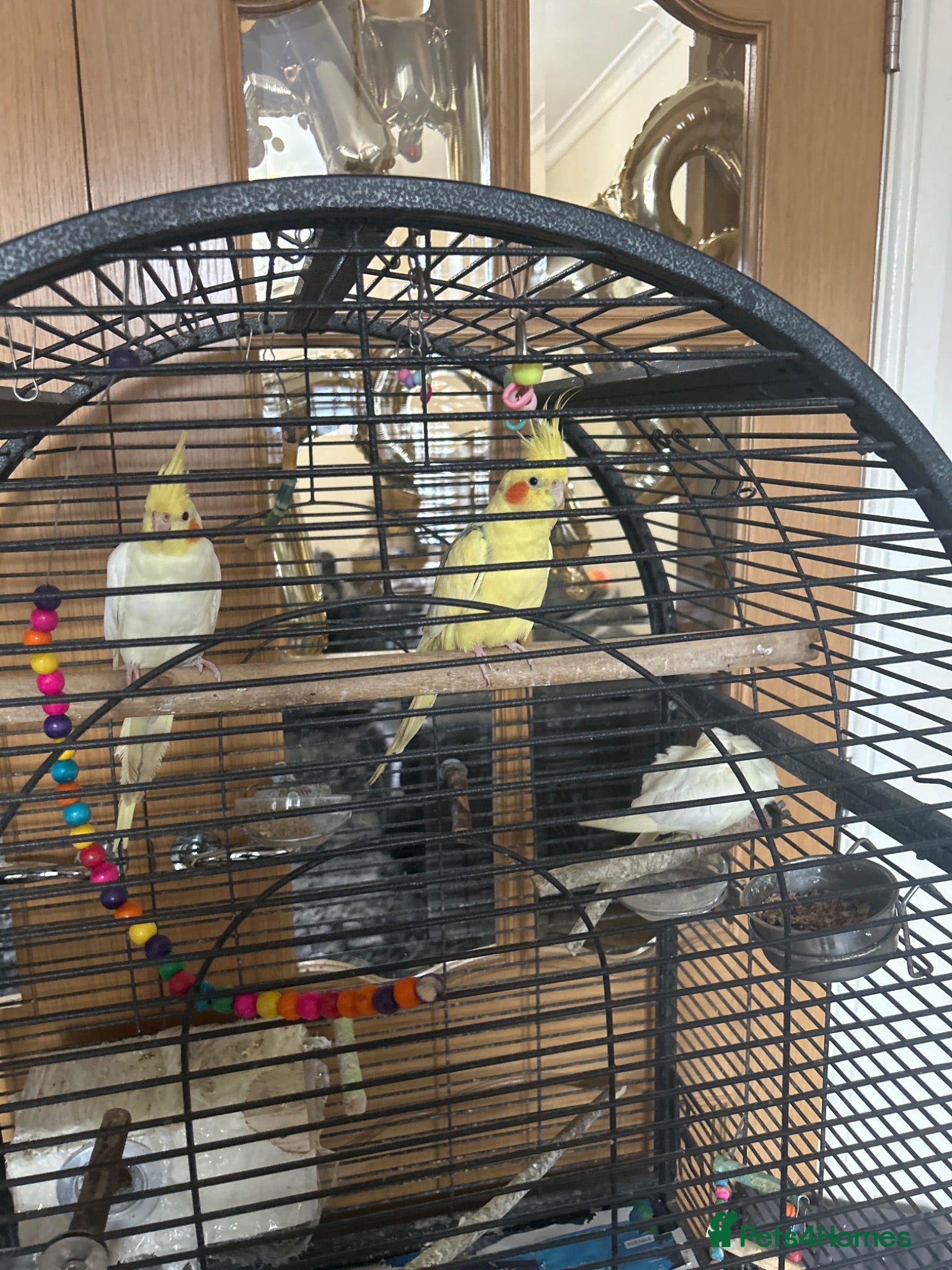 Mixed Breed birds birds for sale  - Advert 17