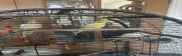 Mixed Breed birds for sale: birds for sale  in Bolton - Advert 1